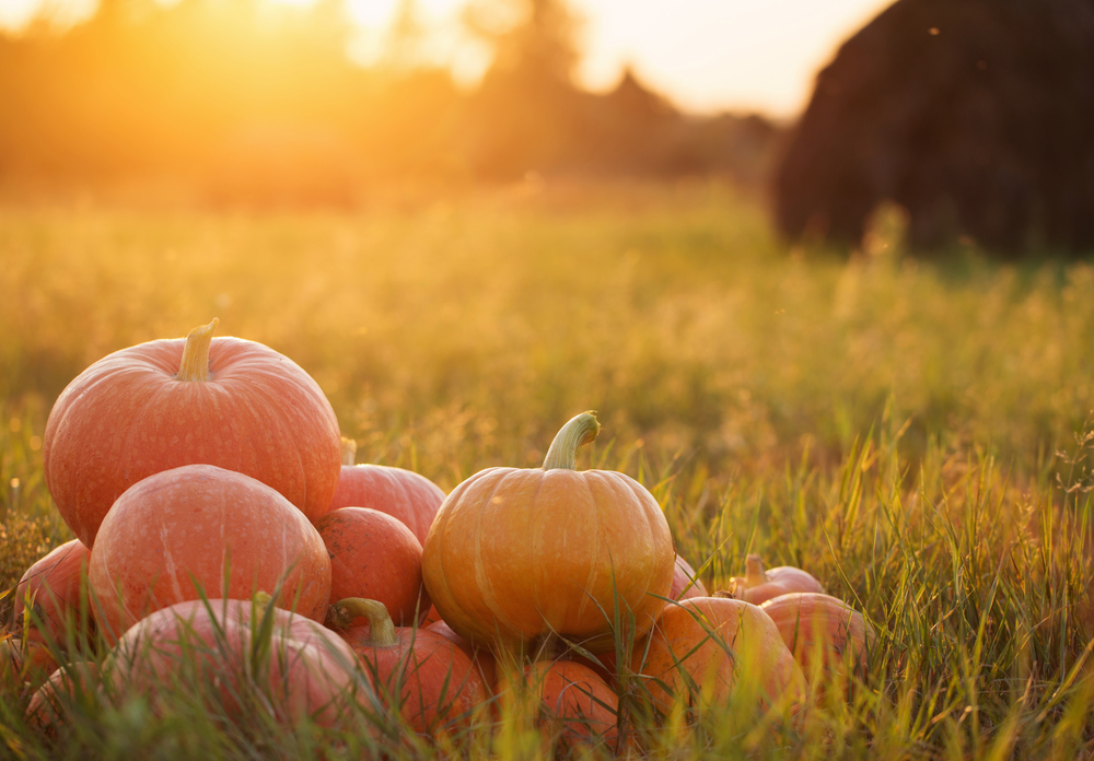 shutterstock_223734151
